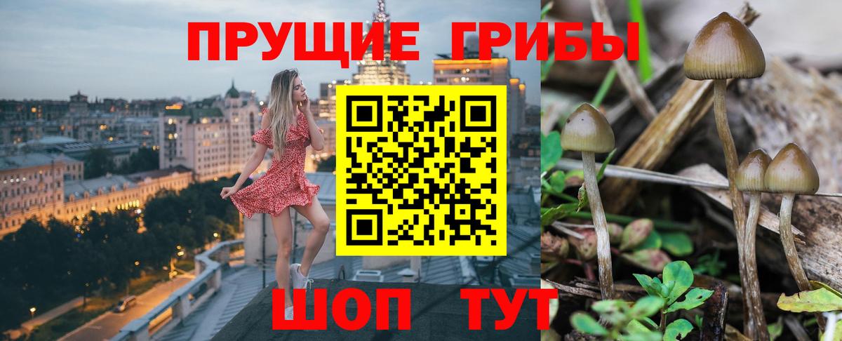 Саянск  Псилоцибиновые грибы Psilocybine cubensis  Вход с VPN  Псилоцибиновые грибы Psilocybe 
